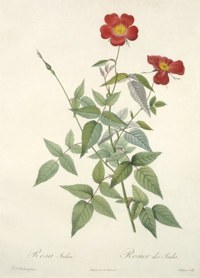 Rosa indica, gravée par Chapuy, de 